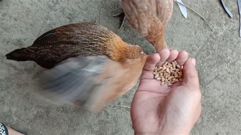 patuka sa manok|Ano ang magandang patuka para gumanda ang katawan ng .
